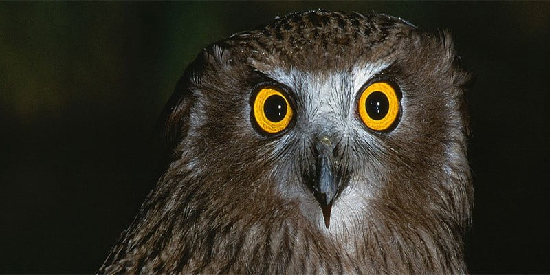 ماسک در فتوشاپ