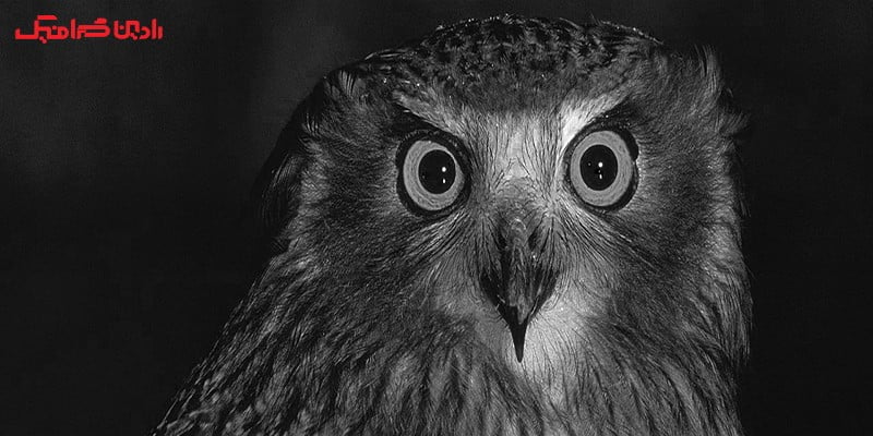 ماسک در فتوشاپ سیاه و سفید