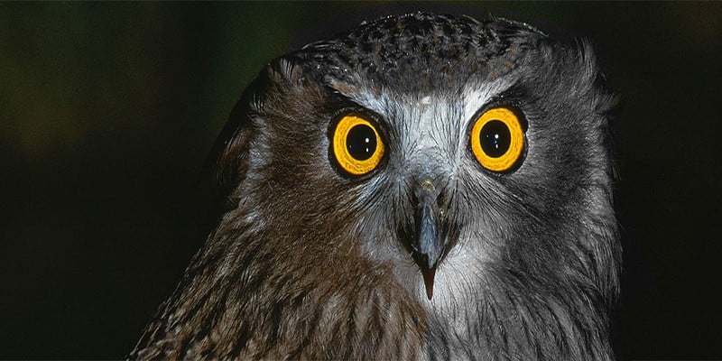 ماسک در فتوشاپ 2